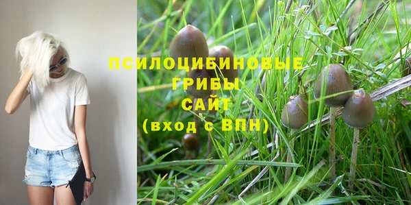 PSILOCYBIN Бородино