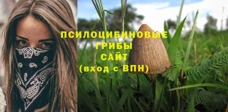 Псилоцибиновые грибы Psilocybine cubensis  закладки  Белёв 